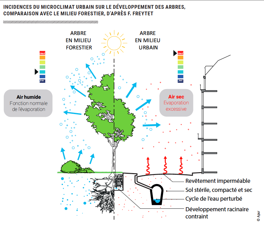 Incidence Microclimat urbain sur le développement des arbres